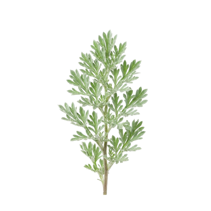 درمنه