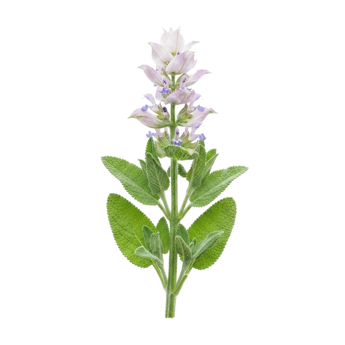 مریم گلی معطر