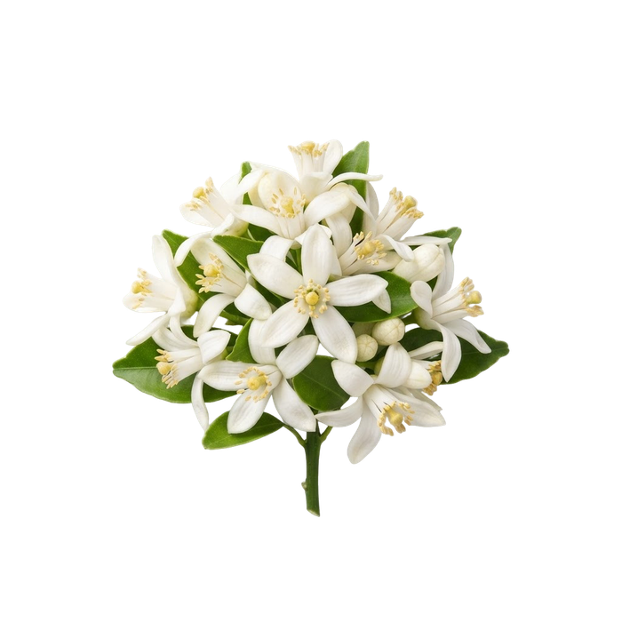 نرولی