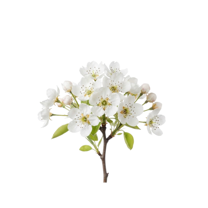 شکوفه گلابی