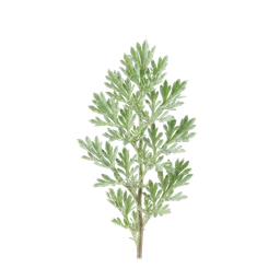درمنه