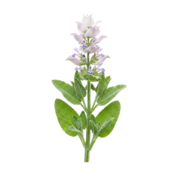 مریم گلی معطر