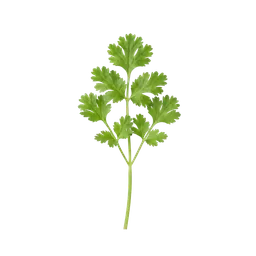 گشنیز