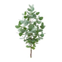 اکالیپتوس