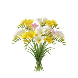 فریزیا