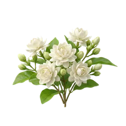 یاس سامباک