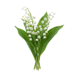 موگه
