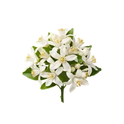 نرولی