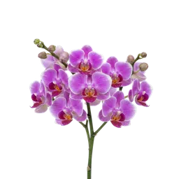 ارکیده