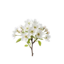 شکوفه گلابی