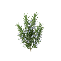 رزماری
